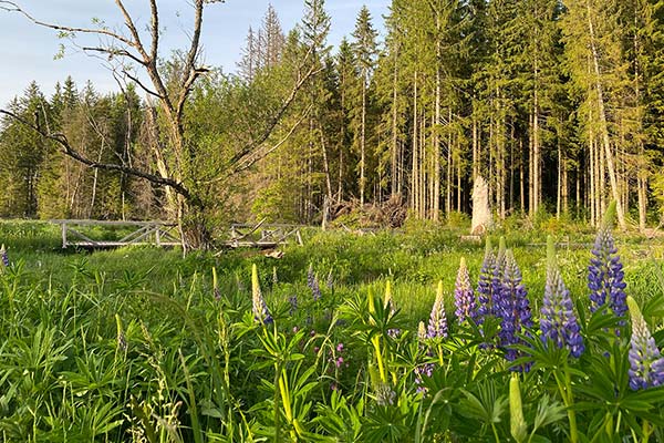 Magische Schwarzwaldmomente