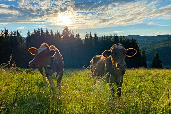 Magische Schwarzwaldmomente